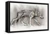 Lean Pup (Arabian Wolf), 2009-Mark Adlington-Framed Stretched Canvas