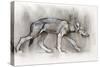 Lean Pup (Arabian Wolf), 2009-Mark Adlington-Stretched Canvas