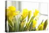 Leaning Daffodils-Karyn Millet-Stretched Canvas