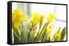 Leaning Daffodils-Karyn Millet-Framed Stretched Canvas