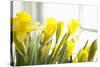 Leaning Daffodils-Karyn Millet-Stretched Canvas