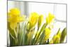 Leaning Daffodils-Karyn Millet-Mounted Photographic Print