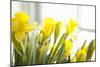 Leaning Daffodils-Karyn Millet-Mounted Photographic Print