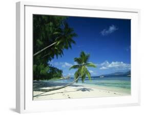 Leaning Palm Tree and Beach, Anse Severe, La Digue, Seychelles, Indian Ocean, Africa-Lee Frost-Framed Photographic Print