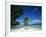 Leaning Palm Tree and Beach, Anse Severe, La Digue, Seychelles, Indian Ocean, Africa-Lee Frost-Framed Photographic Print