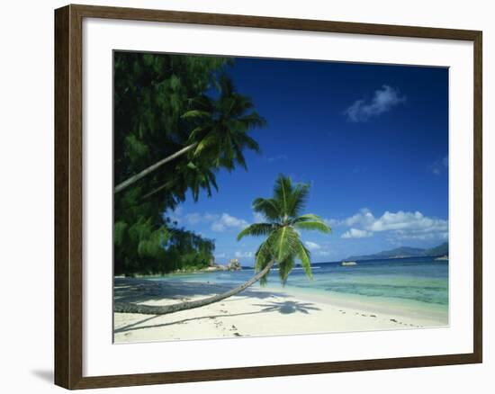 Leaning Palm Tree and Beach, Anse Severe, La Digue, Seychelles, Indian Ocean, Africa-Lee Frost-Framed Photographic Print
