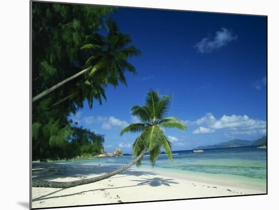 Leaning Palm Tree and Beach, Anse Severe, La Digue, Seychelles, Indian Ocean, Africa-Lee Frost-Mounted Photographic Print