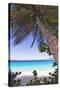 Leaning Palm, Trunk Bay, US Virgin Islands-George Oze-Stretched Canvas