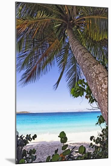 Leaning Palm, Trunk Bay, US Virgin Islands-George Oze-Mounted Photographic Print