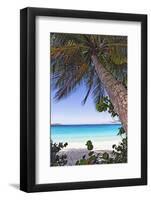 Leaning Palm, Trunk Bay, US Virgin Islands-George Oze-Framed Photographic Print