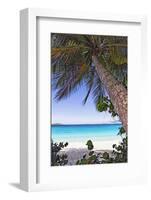 Leaning Palm, Trunk Bay, US Virgin Islands-George Oze-Framed Photographic Print