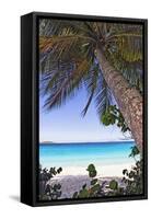 Leaning Palm, Trunk Bay, US Virgin Islands-George Oze-Framed Stretched Canvas