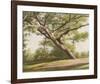 Leaning Tree, 2003-John Folchi-Framed Art Print