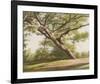 Leaning Tree, 2003-John Folchi-Framed Art Print