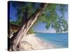 Leaning Tree Above Calm Turquoise Sea, Seven Mile Beach, Grand Cayman, Cayman Islands, West Indies-Ruth Tomlinson-Stretched Canvas