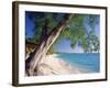 Leaning Tree Above Calm Turquoise Sea, Seven Mile Beach, Grand Cayman, Cayman Islands, West Indies-Ruth Tomlinson-Framed Photographic Print