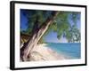 Leaning Tree Above Calm Turquoise Sea, Seven Mile Beach, Grand Cayman, Cayman Islands, West Indies-Ruth Tomlinson-Framed Photographic Print