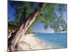 Leaning Tree Above Calm Turquoise Sea, Seven Mile Beach, Grand Cayman, Cayman Islands, West Indies-Ruth Tomlinson-Mounted Photographic Print