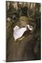 Leap from the Rock-Julius Schnorr von Carolsfeld-Mounted Giclee Print