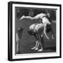 Leapfrog-null-Framed Photographic Print