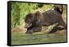 Leaping Brown Bear, Katmai National Park, Alaska-Paul Souders-Framed Stretched Canvas