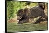 Leaping Brown Bear, Katmai National Park, Alaska-Paul Souders-Framed Stretched Canvas