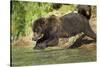 Leaping Brown Bear, Katmai National Park, Alaska-Paul Souders-Stretched Canvas