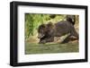 Leaping Brown Bear, Katmai National Park, Alaska-Paul Souders-Framed Photographic Print