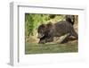 Leaping Brown Bear, Katmai National Park, Alaska-Paul Souders-Framed Photographic Print