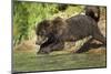 Leaping Brown Bear, Katmai National Park, Alaska-Paul Souders-Mounted Photographic Print