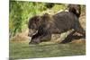 Leaping Brown Bear, Katmai National Park, Alaska-Paul Souders-Mounted Photographic Print