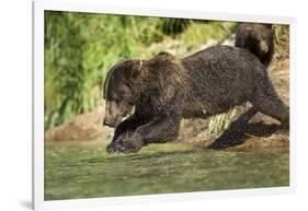 Leaping Brown Bear, Katmai National Park, Alaska-Paul Souders-Framed Photographic Print