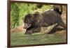 Leaping Brown Bear, Katmai National Park, Alaska-Paul Souders-Framed Photographic Print