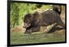 Leaping Brown Bear, Katmai National Park, Alaska-Paul Souders-Framed Photographic Print