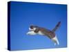Leaping Cat-DLILLC-Stretched Canvas