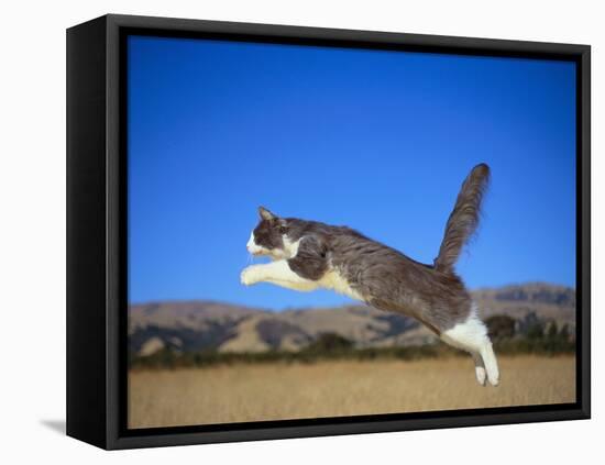 Leaping Cat-DLILLC-Framed Stretched Canvas