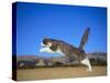 Leaping Cat-DLILLC-Stretched Canvas