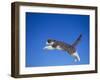 Leaping Cat-DLILLC-Framed Photographic Print