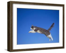 Leaping Cat-DLILLC-Framed Photographic Print