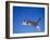 Leaping Cat-DLILLC-Framed Photographic Print