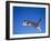 Leaping Cat-DLILLC-Framed Photographic Print