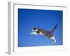 Leaping Cat-DLILLC-Framed Photographic Print