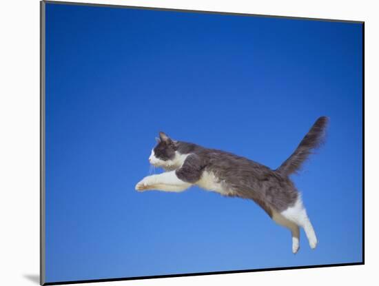 Leaping Cat-DLILLC-Mounted Photographic Print