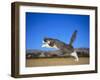 Leaping Cat-DLILLC-Framed Photographic Print