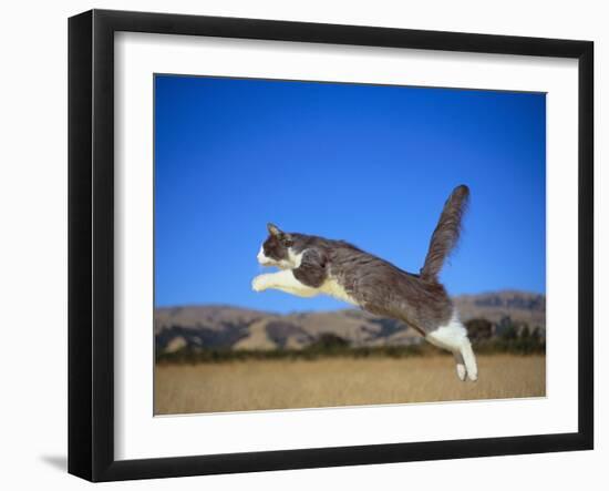 Leaping Cat-DLILLC-Framed Photographic Print