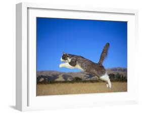 Leaping Cat-DLILLC-Framed Photographic Print