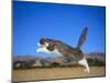 Leaping Cat-DLILLC-Mounted Photographic Print