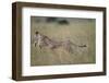 Leaping Cheetah in Grass-Paul Souders-Framed Photographic Print