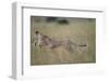 Leaping Cheetah in Grass-Paul Souders-Framed Photographic Print