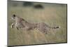 Leaping Cheetah in Grass-Paul Souders-Mounted Photographic Print